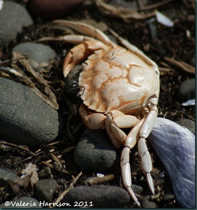 16-dead-crab