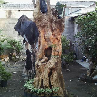 Pohon Pule