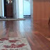 Funny Cats - Funny Cat Videos - Funny Animals - Funny Dogs 2014