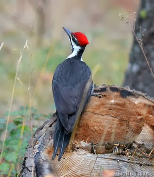 woodpecker_133
