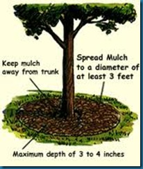 mulch for trees