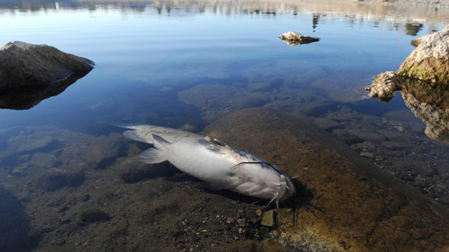 A dead catfish lies on the east shore of the Sparks Marina in Sparks, Nevada, on Wednesday, 15 January 2014. Photo: Scott Sonner / Associated Press
