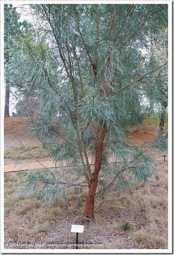 140301_UCD_Arboretum_Acacia-stenophylla__0002