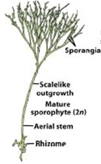 Psilotum sporophyte