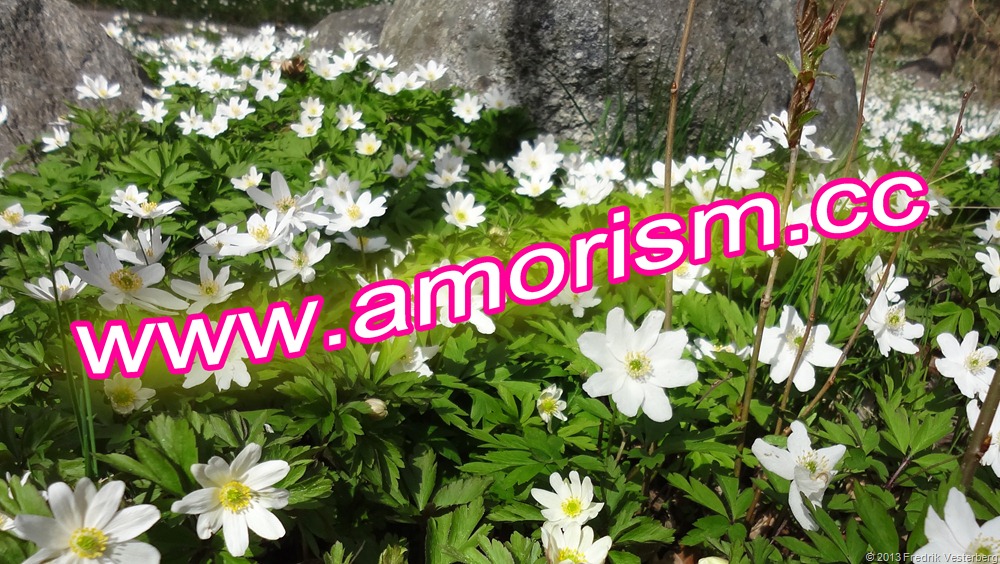 [DSC04314.JPG%2520Blomma%2520vitsippor%2520med%2520amorism%255B6%255D.jpg]