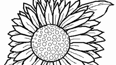 Dibujos De Girasoles : Girasol Comun Dibujo Acuarela Pintura Bosquejo Florero De Girasol Pintura De Acuarela Lapiz Girasol Png Pngwing : Imagenes de girasoles para dibujar.