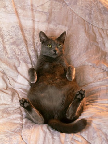 fat-pregnant-grey-cat-relaxing-on-bed