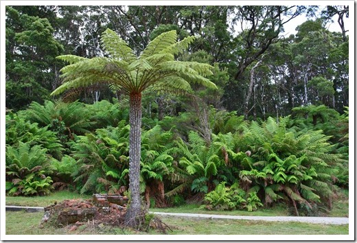 100104-Sarah-Island,-Tasmania,-tree-ferns_18