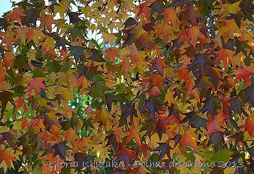 16  Glória Ishizaka - Folhas de Outono 2013