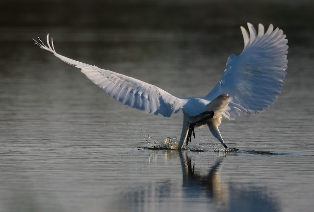 Egretta alba-5.jpg