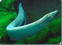 electric-eel1