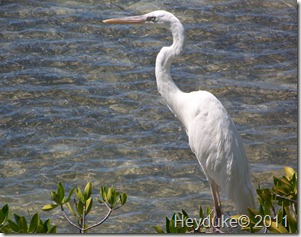 Key West Common Egret