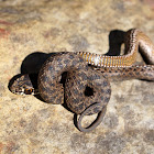 Horse shoe whip Snake