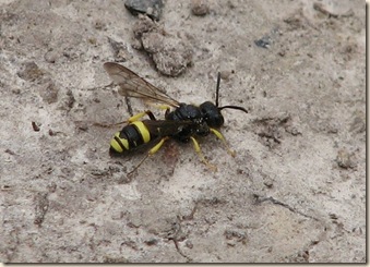 20120801 BHW solitary wasp (42)