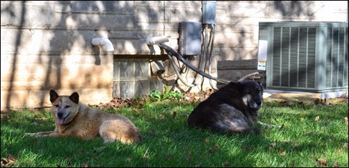 Kodi and Sadie in the shade