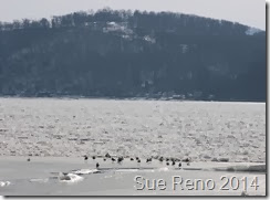 Ice on the Susquehanna River, 2/2014, by Sue Reno, Image 2