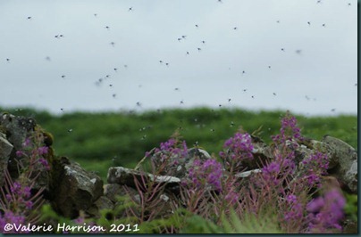 21-heather-flies