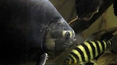 pacu fish