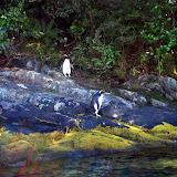 South Island - Milford Sound - Crested Penguin
