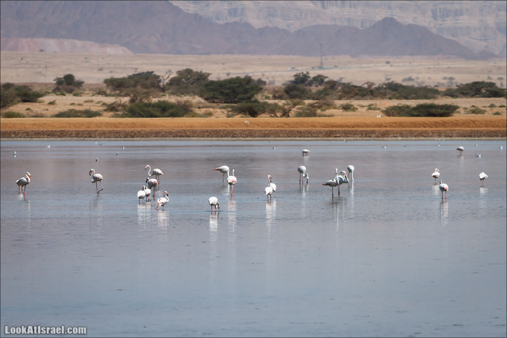 LookAtIsrael.com: Фото-блог о путешествиях по Израилю. Тель Авив, Иерусалим, Хайфа 