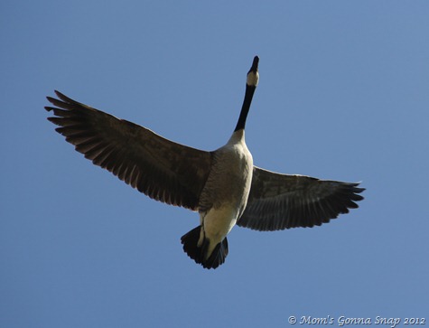 A goose flying overhead