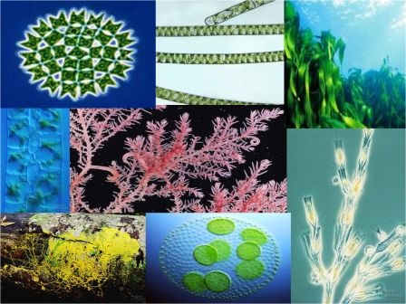 Algae Algae