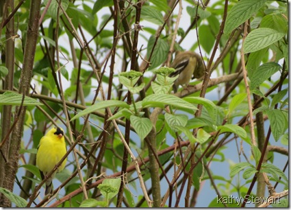 Goldfinch in the bushes
