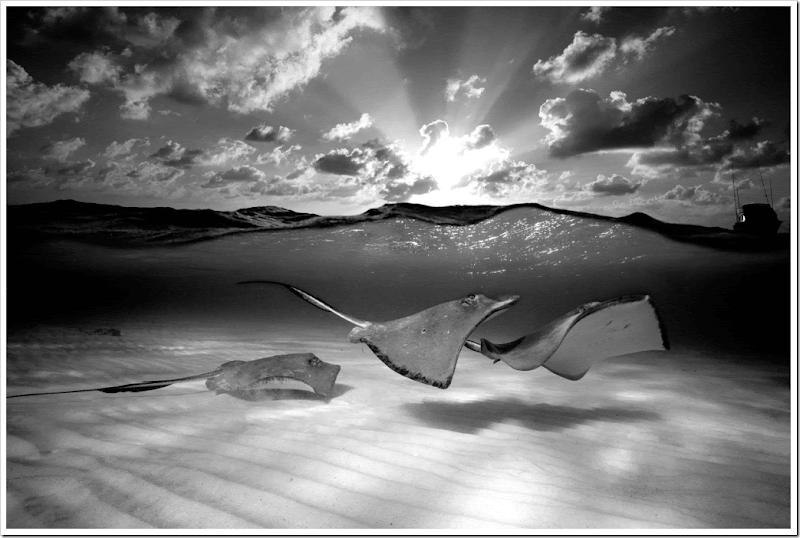 david-doubilet-southern-stingrays-grand-cayman-island