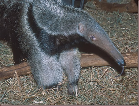 Amazing Animals Pictures Anteater (13)