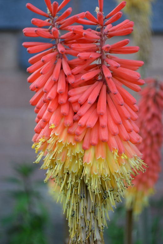 Siamese Red Hot Poker flowers