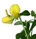 Lotus japonicus Lotus japonicus