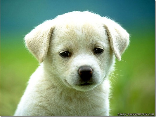 cute-puppy-dog-wallpapers