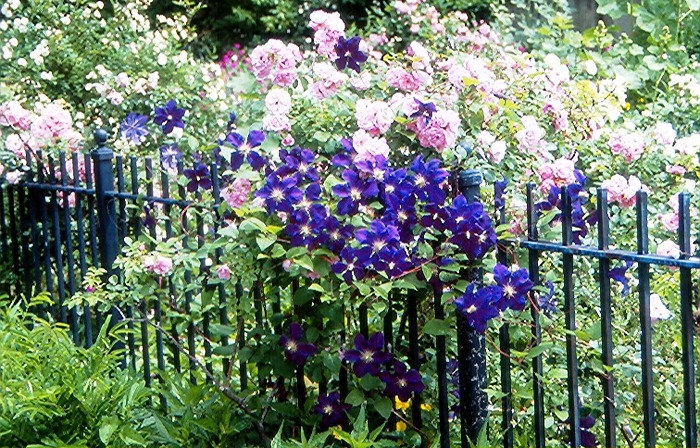 [roses-and-clematis%255B9%255D.jpg]