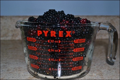 fresh blackberries