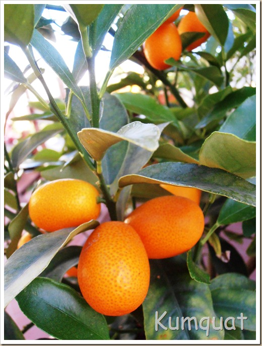 kumquat 3