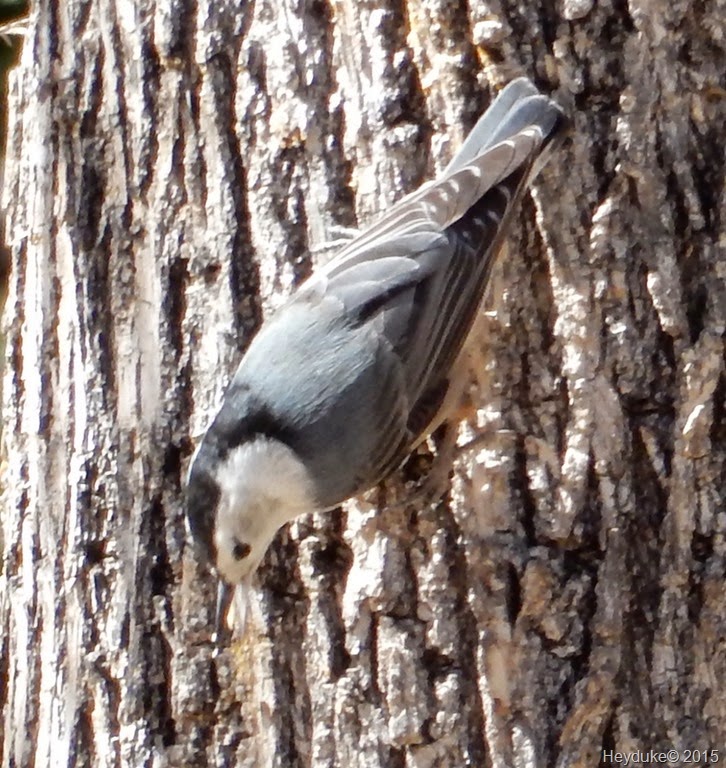 [Madera%2520Canyon%2520White%2520Breasted%2520Nuthatch%255B7%255D.jpg]