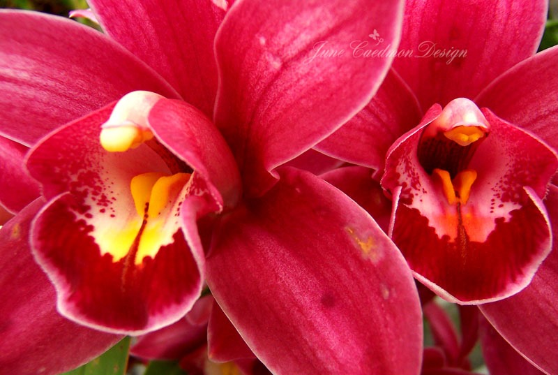 [Orchids_Burgundy%255B3%255D.jpg]