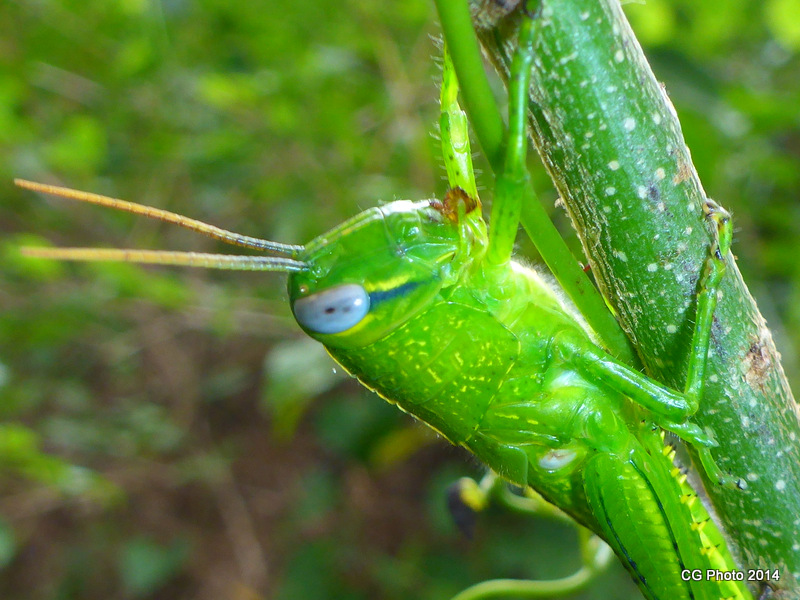 Giant Grasshopper (aka Giant Valanga)