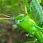 Giant Grasshopper (aka Giant Valanga)