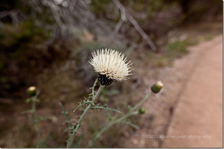 White Thistle wildflower photo adrienneinohio.blogspot.com