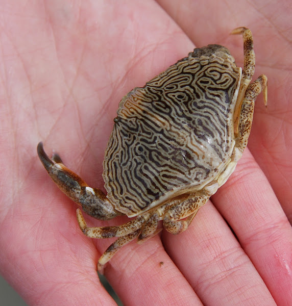 Juvenile Red Rock Crab Project Noah