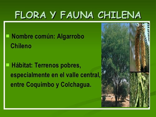flora y fauna chilena (17)