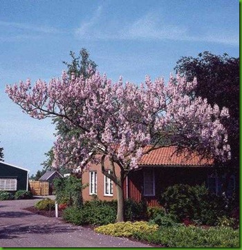 Paulownia_Tomentosa Paulownia_Tomentosa
