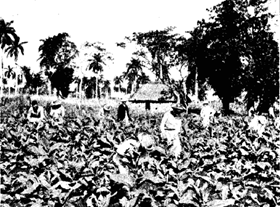 Cuba, cultivo de tabaco