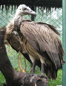 Slender Billed Vulture