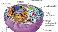 9Th Grade Animal Cell With Labels : Animal Cell Definition And Examples Biology Online Dictionary - Check spelling or type a new query.
