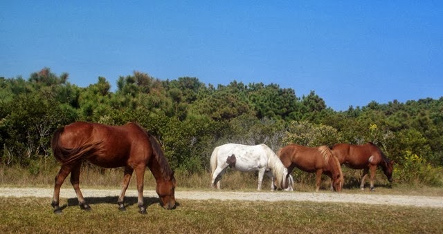 [AssateagueTuesday0073.jpg]