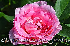 18   - Glória Ishizaka - Rosas do Jardim Botânico Nagai - Osaka