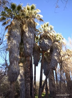 Tall Palm Trees