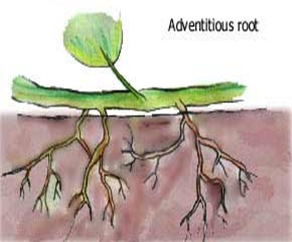 Adventitious root